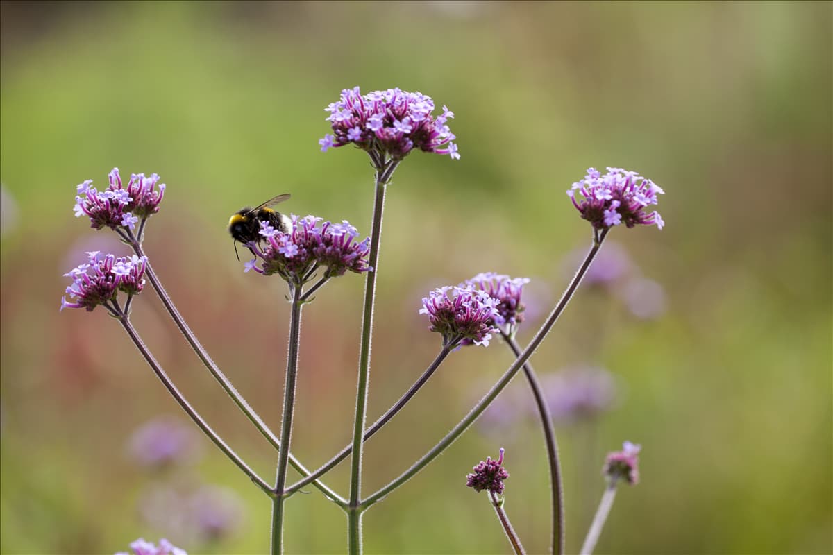 Verbena bonariensis