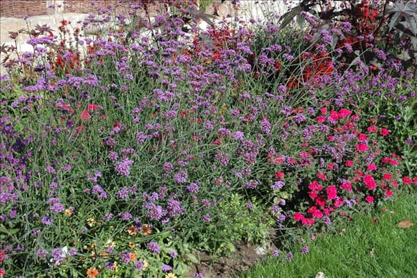 Verbena bonariensis