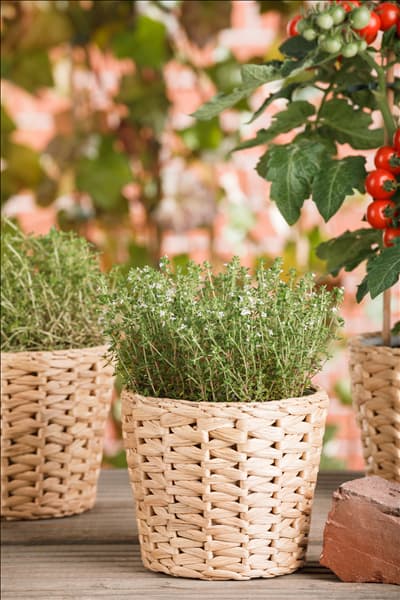 Thymus vulgaris 'Fredo'