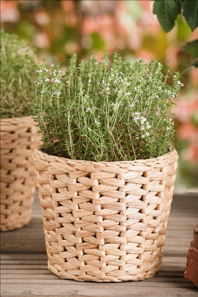Thymus vulgaris 'Fredo'
