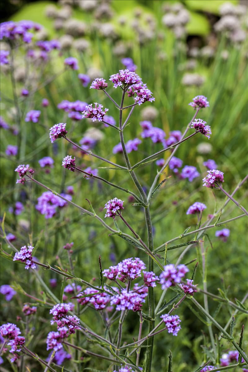 Verbena bonariensis 'Lollipop'