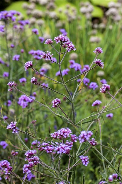 Verbena bonariensis 'Lollipop'