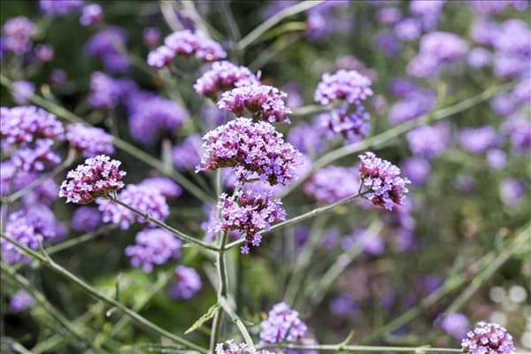 Verbena bonariensis 'Lollipop'
