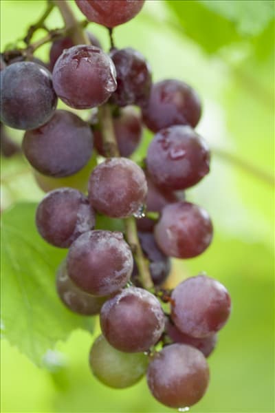 Vitis vinifera 'Dirju Campbell'
