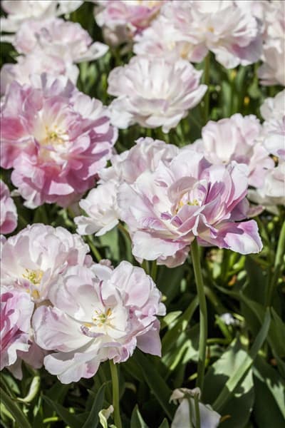 Tulipa 'Finola'