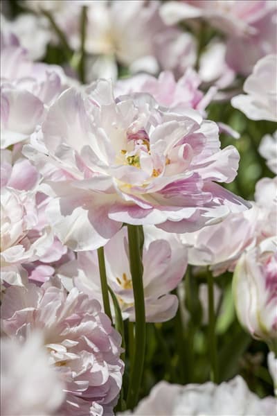 Tulipa 'Finola'