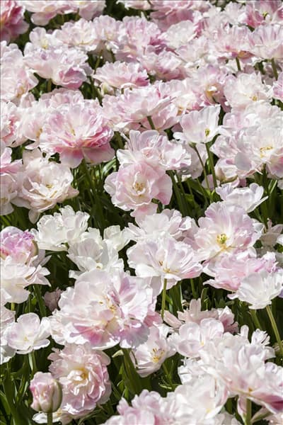 Tulipa 'Finola'