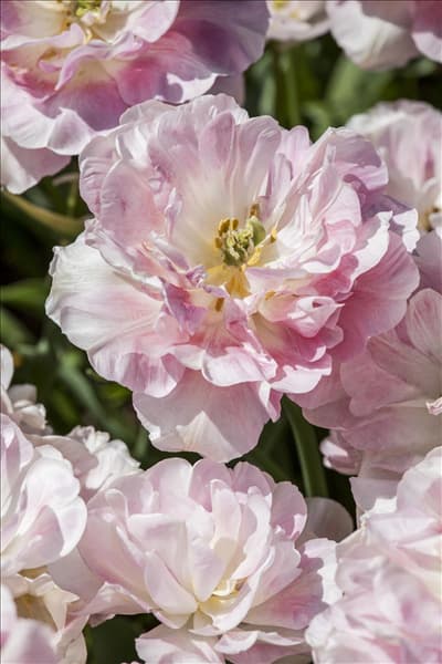 Tulipa 'Finola'