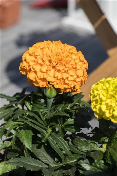 Tagetes erecta 'Antigua Orange'
