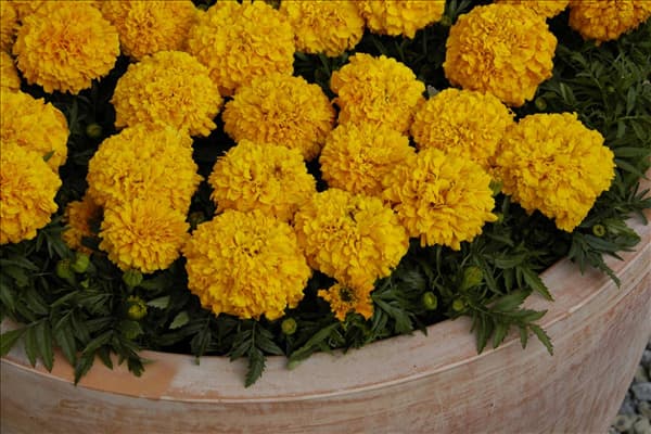 Tagetes erecta 'Antigua Orange'
