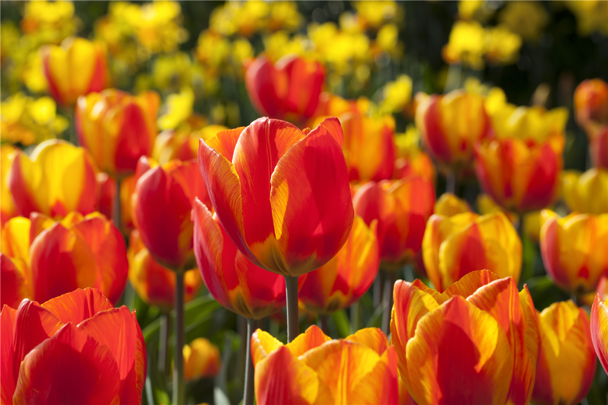 Tulipa 'Flair'