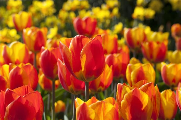 Tulipa 'Flair'