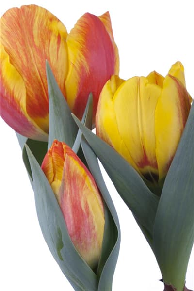 Tulipa 'Flair'