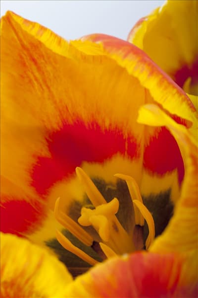 Tulipa 'Flair'
