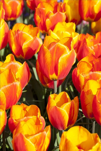 Tulipa 'Flair'