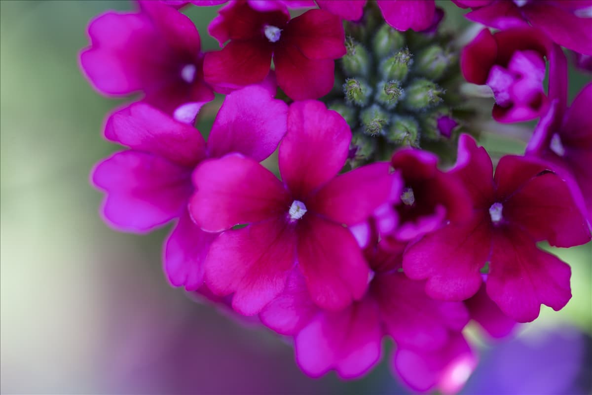 Verbena Hybride