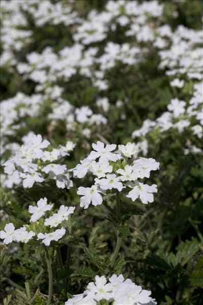 Verbena Hybride