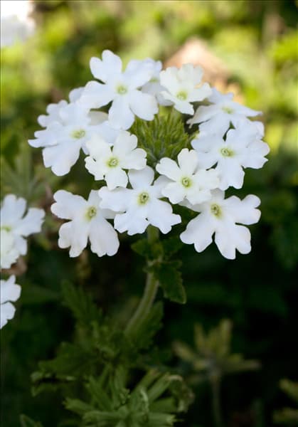 Verbena Hybride
