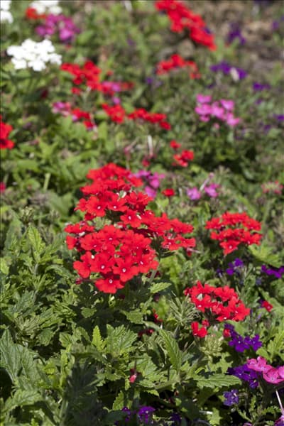 Verbena Hybride