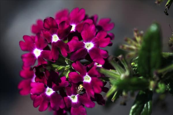 Verbena Hybride
