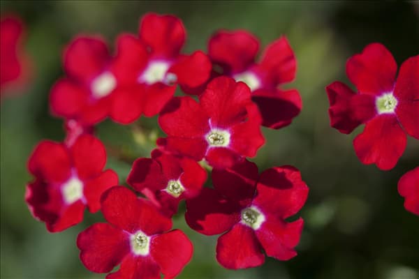 Verbena Hybride