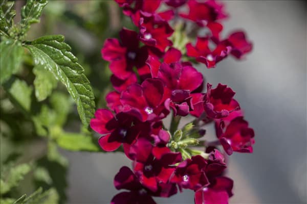Verbena Hybride