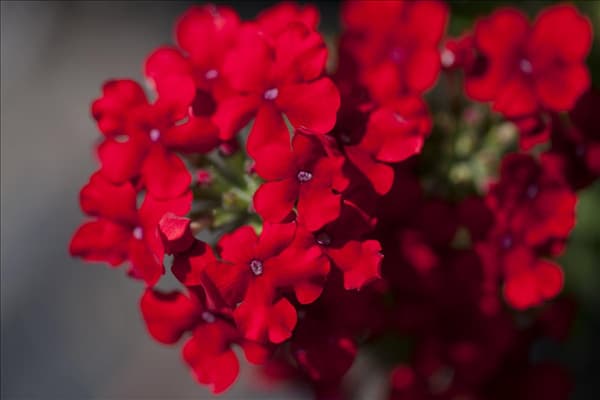 Verbena Hybride