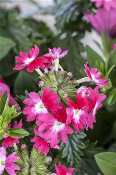 Verbena Hybride