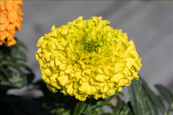 Tagetes erecta 'Antigua Yellow'