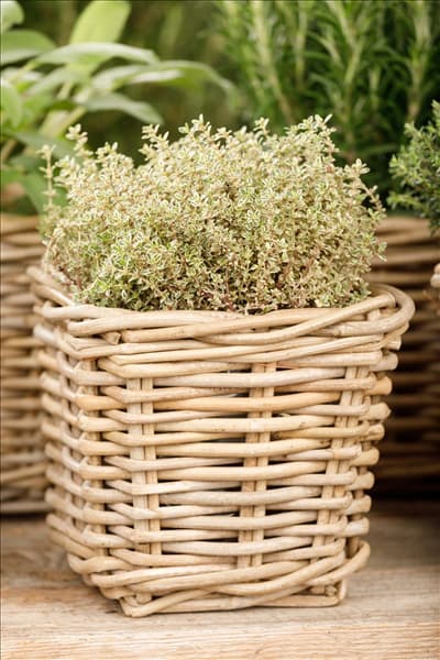 Thymus x citriodorus 'Aureus'