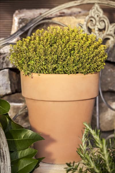 Thymus x citriodorus 'Aureus'