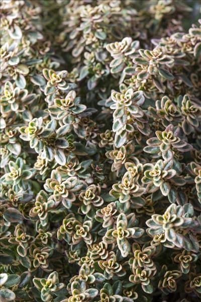 Thymus x citriodorus 'Aureus'