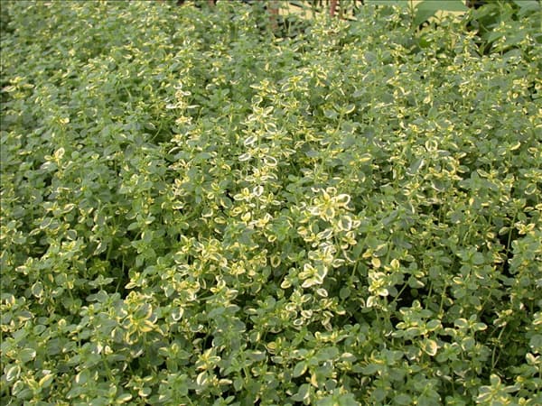 Thymus x citriodorus 'Aureus'
