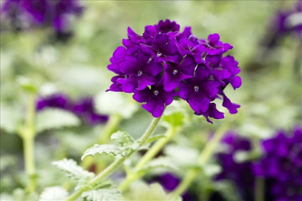 Verbena 'Lascar'®