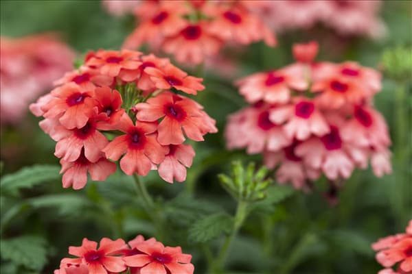 Verbena 'Lascar'®