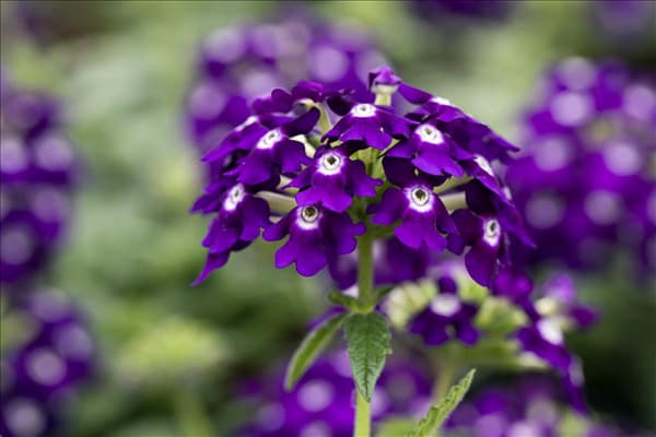 Verbena 'Lascar'®
