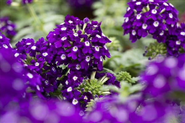 Verbena 'Lascar'®
