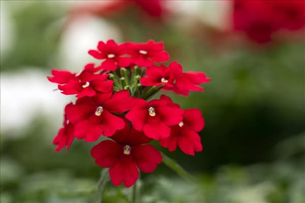 Verbena 'Lascar'®