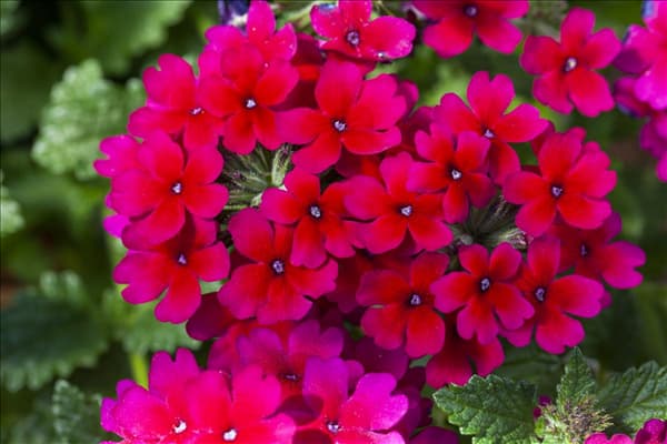 Verbena 'Lascar'®
