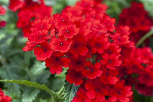 Verbena 'Lascar'®