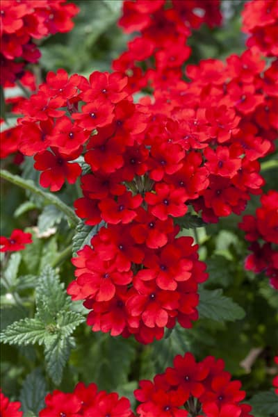 Verbena 'Lascar'®