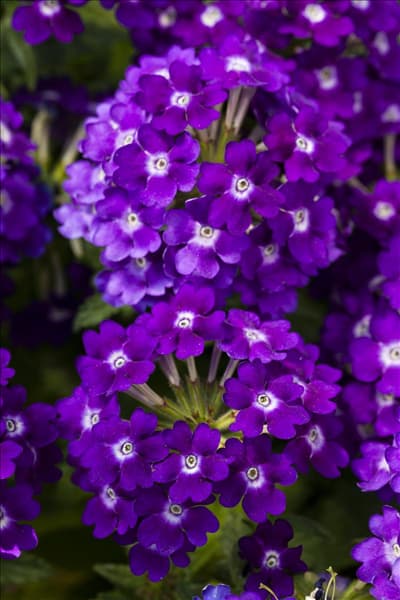 Verbena 'Lascar'®