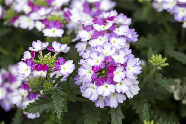 Verbena 'Lascar'®