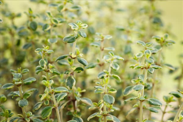 Thymus x citriodorus 'Mystic Lemon'