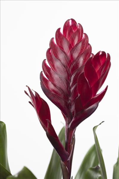 Vriesea