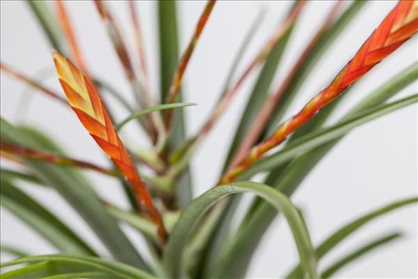Vriesea