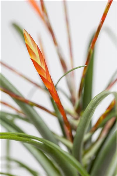 Vriesea