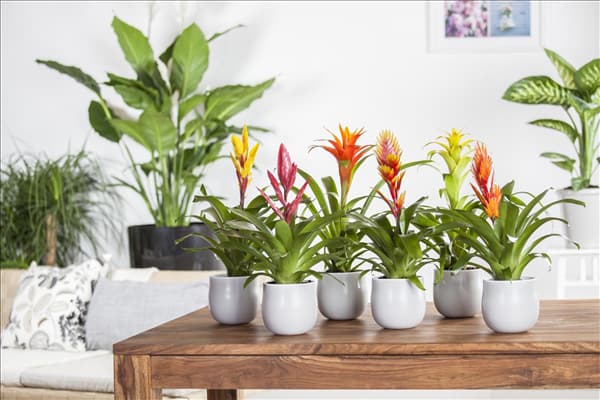 Vriesea, Guzmania