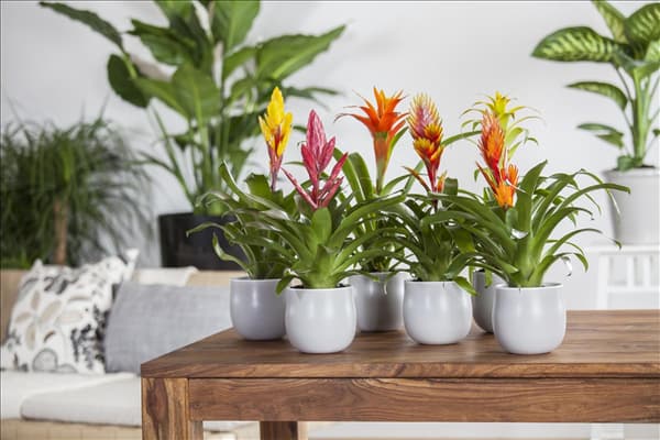 Vriesea, Guzmania