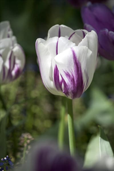 Tulipa 'Flaming Flag'